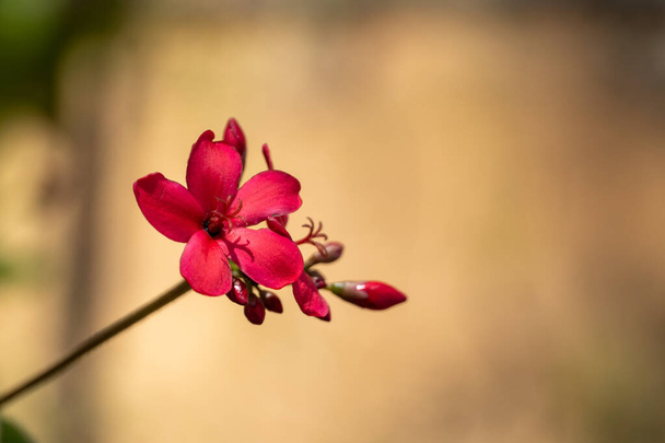 Pojedynczy Jatropha integerrima lub peregrina lub pikantny jatropha żywy czerwony kwiat z miejsca kopiowania po prawej stronie. - Zdjęcie, obraz
