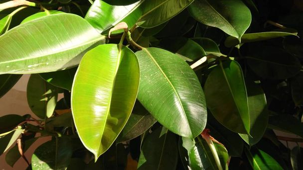 Group of big tropical green banana leaves of exotic palm tree in sunshine. Exotic tropical leaf. Large green leaf. - Foto, Bild