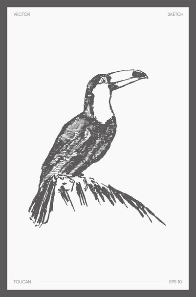High detail hand drawn vector of toucan on branch - Vektor, obrázek