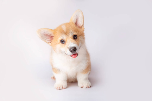 a corgi puppy is isolated on a white background - Foto, Imagem