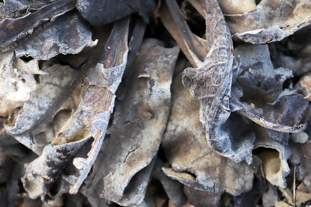 close-up foto van bevroren mullein plant - Foto, afbeelding