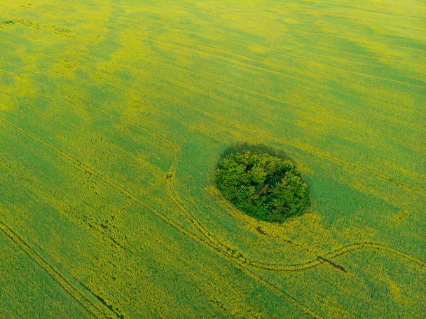 Вид з повітря на ріпакове поле
 - Фото, зображення