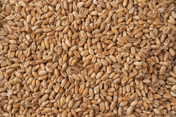 Grains of wheat in closeup view perfect agriculture texture image, top view macro close up - Φωτογραφία, εικόνα