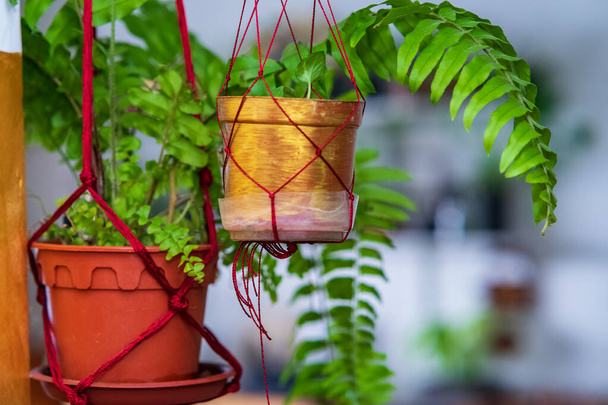 Ferns on macrame hanging pot. Air purifying plants for home, Indoor houseplant, Houseplants With Health Benefits concept - Photo, Image