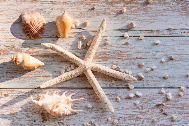 Seashells and starfish on the wooden background. Summer, travel concept - 写真・画像