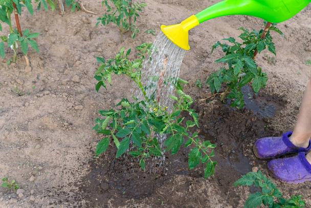 Lapsivedet vihreä tomaatti kasveja puutarhassa kastelukannu kesäpäivänä lähikuva kopio tilaa - Valokuva, kuva