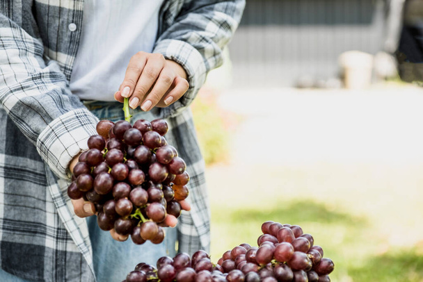 Молодая азиатка фермер рука держит виноград после сбора урожая с виноградника, здоровый фруктовый концепт. - Фото, изображение