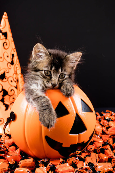 Halloween pystysuora kortti. Siivekäs kissa istuu kurpitsaämpärissä mustalla taustalla. Tekstipaikka. - Valokuva, kuva