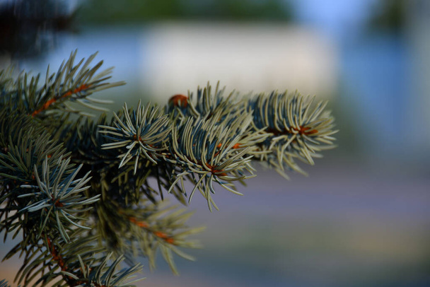 Fluffy sprigs of decorative blue spruce close-up in yellow late evening sunlight with beautiful blurred bokeh from urban environment. - Photo, Image