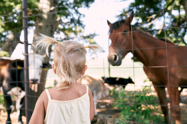 Little girl stands in front of the fence and looks at the horse - Photo, Image