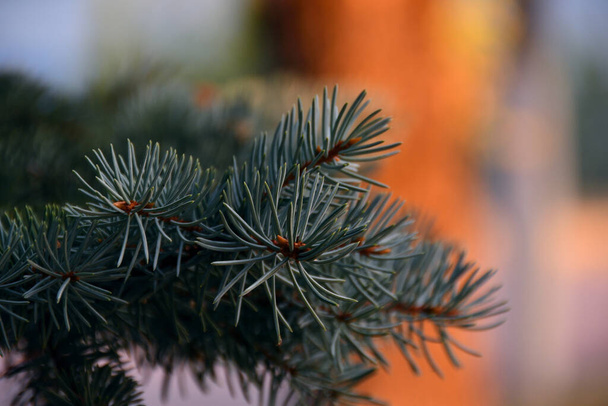 Close-up of blue spruce twigs, the twigs themselves seem to be in the shade, but there are characteristic tones of a sunny evening, and in natural sunlight there is bokeh from elements of the urban environment. - Valokuva, kuva
