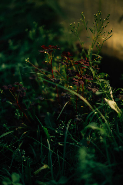 summer green abstract background, blurring and blurring, soft focus - Фото, изображение
