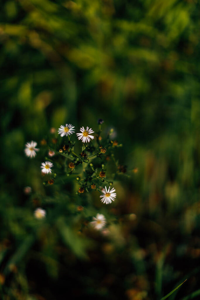 dark summer grass, soft focus - Φωτογραφία, εικόνα