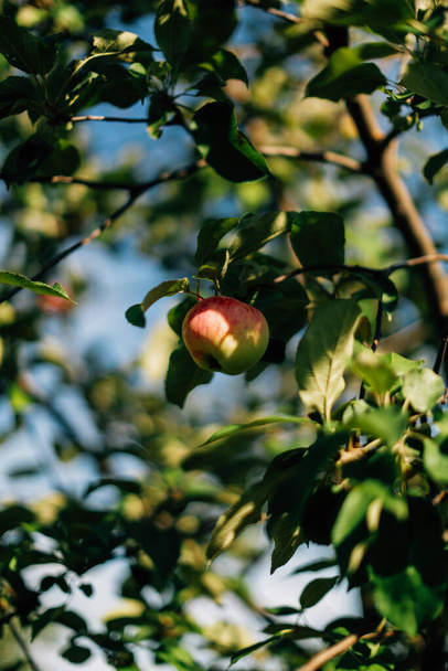jabloň s ovocem, krásné měkké ostření léto - Fotografie, Obrázek