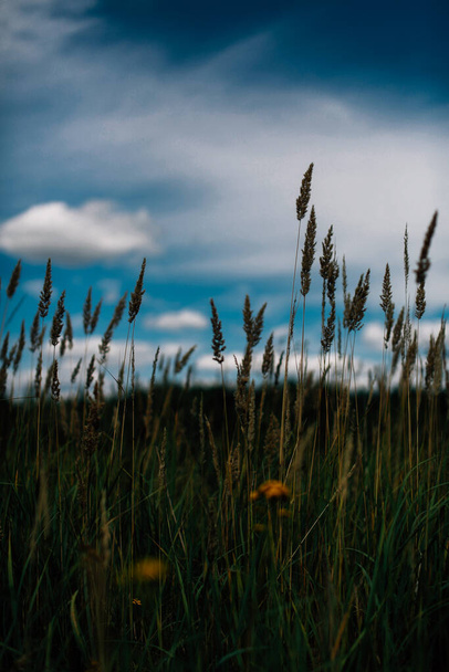 dark summer grass, soft focus - Foto, Bild