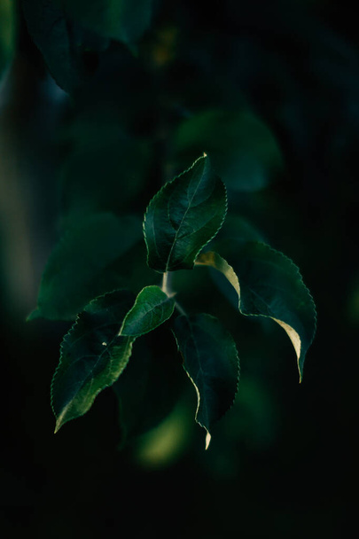 summer green abstract background, blurring and blurring, soft focus - Φωτογραφία, εικόνα