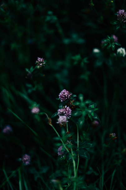 green summer background, grass and leaves, soft focus - Fotografie, Obrázek