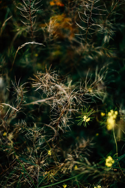 summer grass background, wild flowers macro photography, beautiful soft focus - Фото, изображение