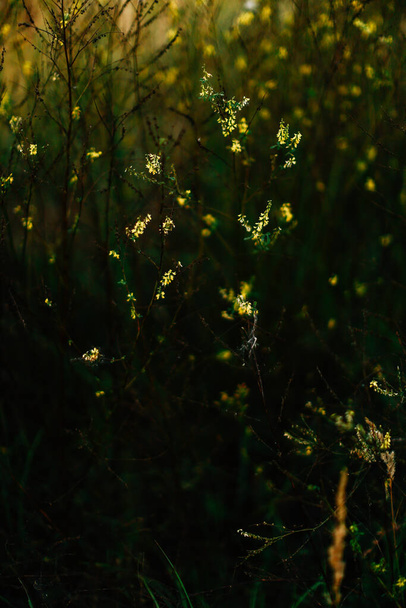 summer grass background, wild flowers macro photography, beautiful soft focus - Fotografie, Obrázek