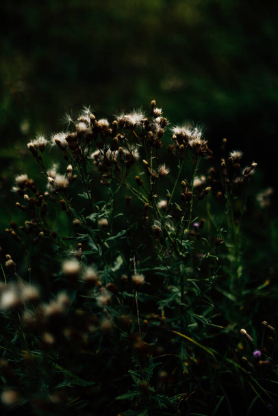 summer grass background, wild flowers macro photography, beautiful soft focus - Fotoğraf, Görsel