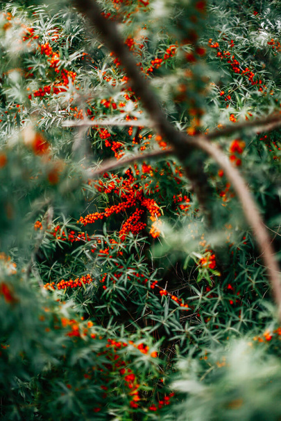 red berries on the branches of a shrub, a bright summer abstract background - Фото, зображення