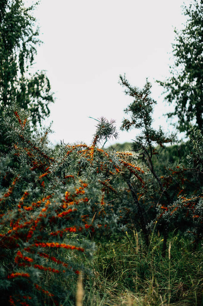 baies rouges sur les branches d'un arbuste, un fond abstrait d'été lumineux - Photo, image