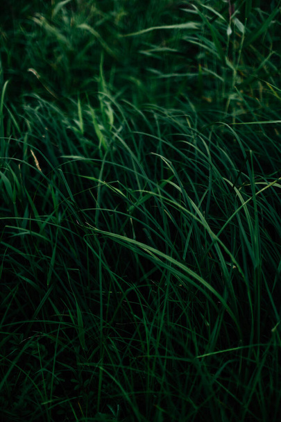 ciemna trawa letnia, miękka ostrość - Zdjęcie, obraz