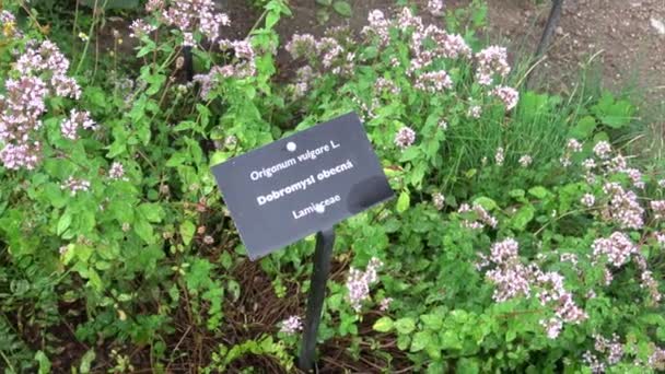 Botanická sbírka léčivých a jedlých rostlin, květy aromatického oregana nebo origanum vulgare kuchyňské byliny - Záběry, video