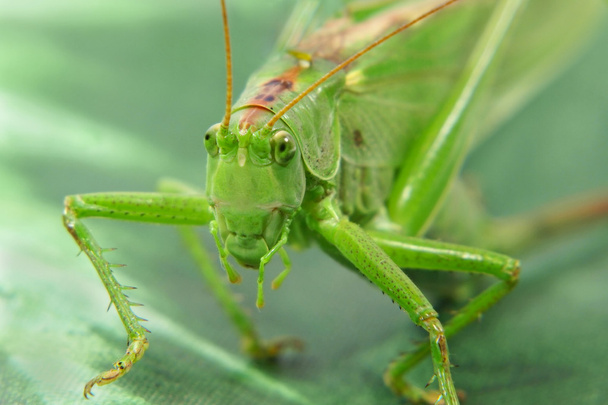 Locust.Closeup. - Photo, Image