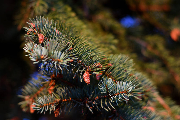 Strobile on a twig of blue spruce in the yellow evening sunlight. - Photo, Image
