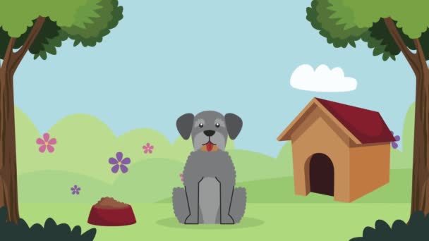 schnauzer mascote cão com casa de madeira - Filmagem, Vídeo
