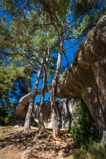 Tři stromy odpočívající nad mostem přes balvan - Fotografie, Obrázek