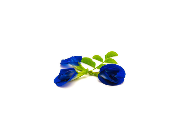 Πεταλούδα μπιζέλια λουλούδια με πράσινα φύλλα απομονώνονται σε λευκό φόντο. Πατρίδα Clitoria ternatea, ή ασιατικά pigeonwings, Darwin μπιζέλι, Aparajita, Vishnukanta, bluebellvine, μπλε μπιζέλι, ιερό puja τελετουργίες - Φωτογραφία, εικόνα