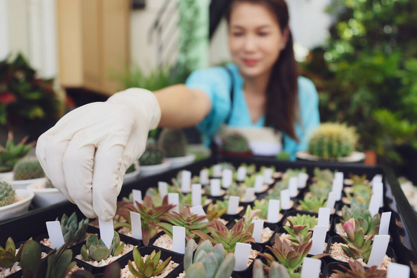 Bäuerin sitzt zwischen kleinen Pflanzen und fügt Namensschild auf Mini-Kaktus in kleinem Topf hinzu, um verschiedene Arten von Familie und Arten oder Preis zu klassifizieren. - Foto, Bild