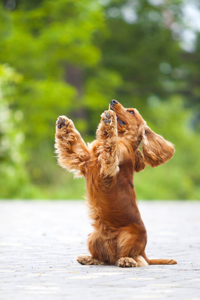 funny cocker spaniel outdoors on blurred background - Photo, Image