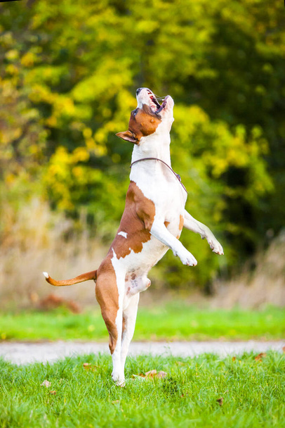 American Staffordshire Terrier dog outdoor  - Valokuva, kuva