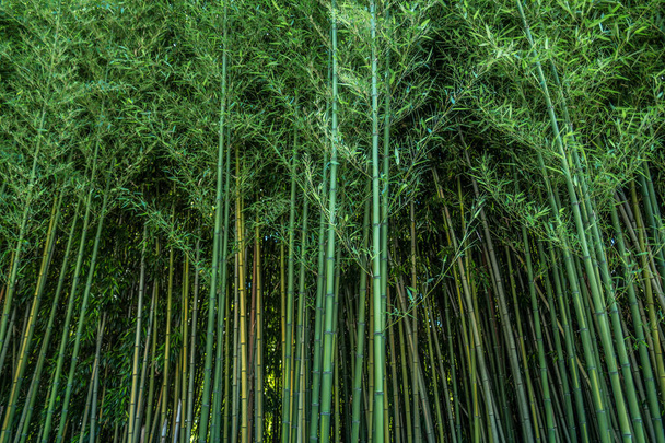 Une vue partielle gros plan d'une forêt dense de bambous verts avec la lumière du soleil en arrière-plan regardant à travers en été - Photo, image