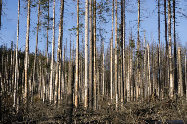 Dode bomen in een gedroogd bos. Opwarming van de aarde - Foto, afbeelding