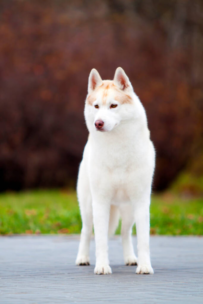 adorable siberian husky dog outdoors - Zdjęcie, obraz
