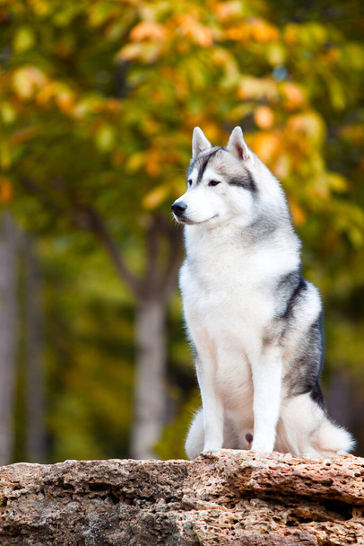 adorable siberian husky dog outdoors - Fotografie, Obrázek