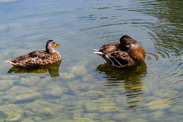 A raft of ducks swimming on the lake - Фото, зображення