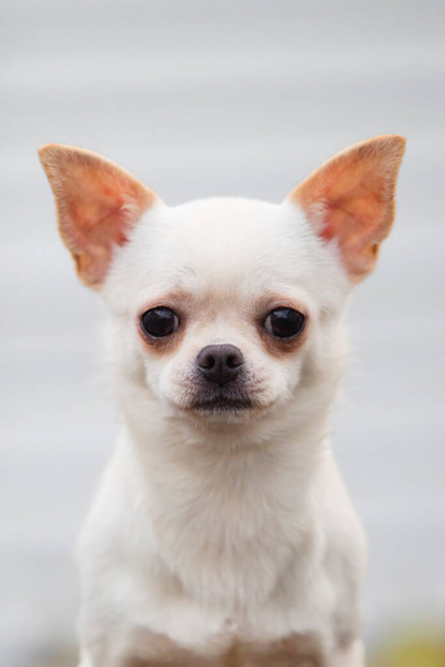 Cute dog Chihuahua outdoors - Fotó, kép