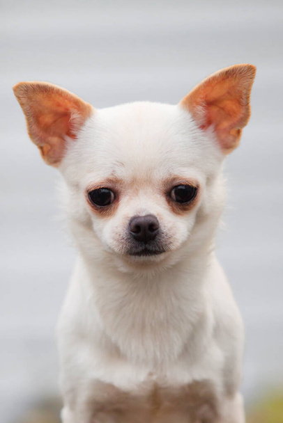 Cute dog Chihuahua outdoors - Valokuva, kuva