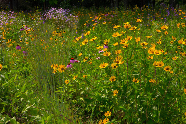 Verschiedene Ansichten von Blumen in Michigan - Foto, Bild