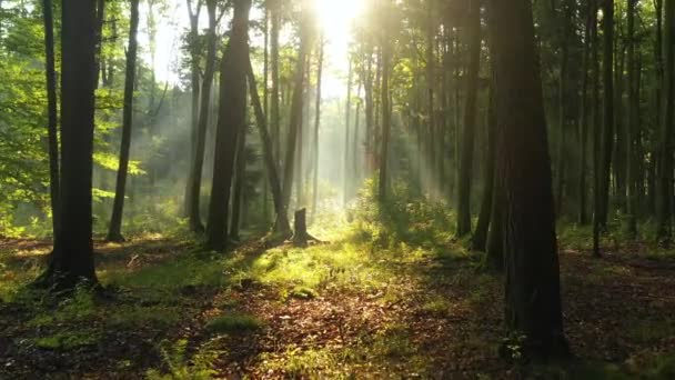 Όμορφο φως του ήλιου στο καταπράσινο δάσος  - Πλάνα, βίντεο