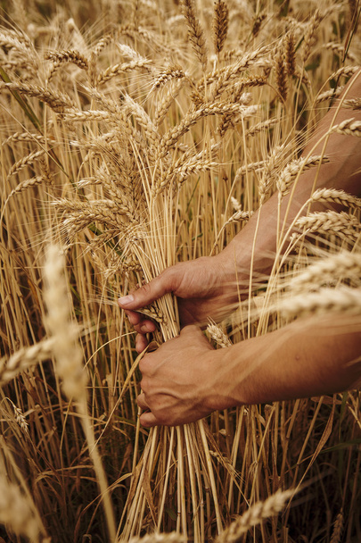 Orejas de trigo en las manos
 - Foto, Imagen
