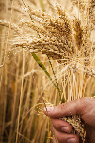 uši pšenice dotek ruky - Fotografie, Obrázek