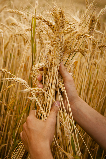 Orejas de trigo en las manos
 - Foto, Imagen