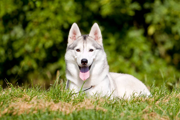 adorável cão husky siberiano ao ar livre - Foto, Imagem