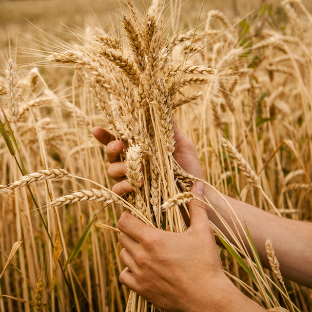 Пшеничные уши в руках
 - Фото, изображение